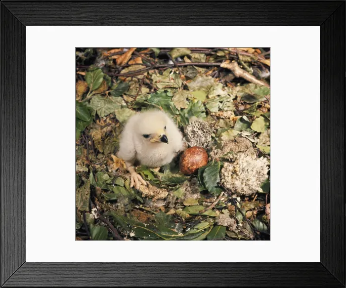 Framed Print : Honey Buzzard - egg & nestling