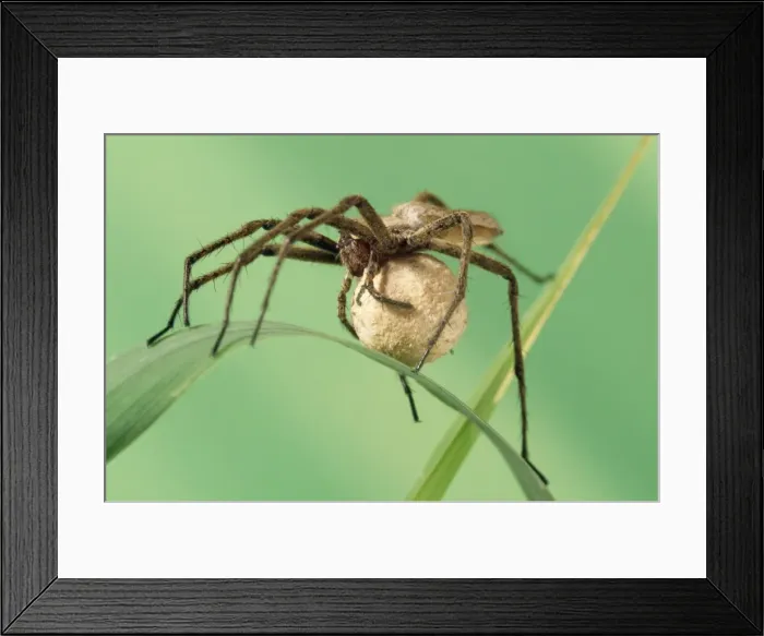 Framed Print : Wolf Spider Carrying egg sack Framed Print : Wolf Spider Carrying egg sack