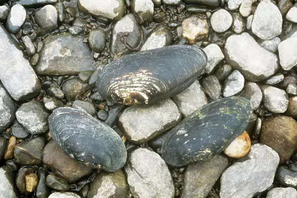 Freshwater Pearl Mussel shells legally protected in UK