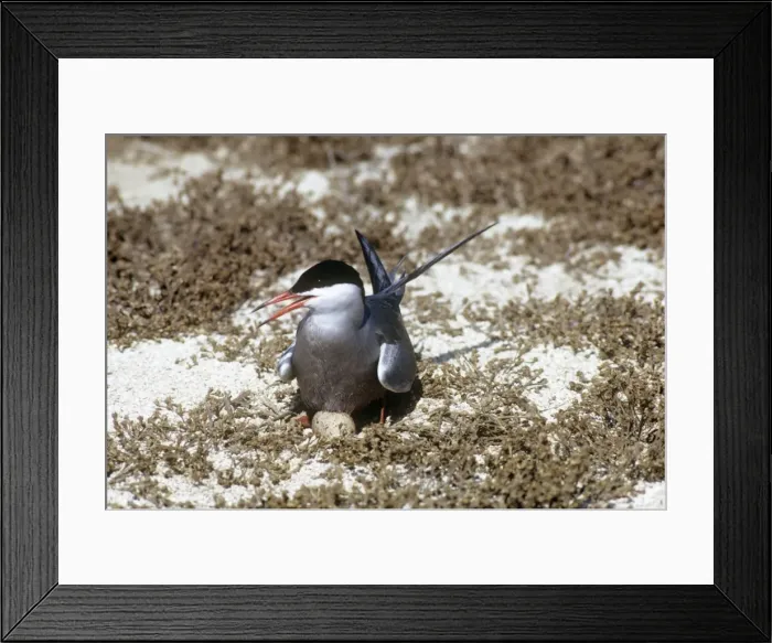 Framed Print : White-cheeked Tern - incubating egg on nest Framed Print : White-cheeked Tern - incubating egg on nest