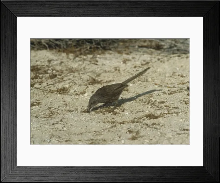 Framed Print : Arabian Babbler - foraging - Israel Framed Print : Arabian Babbler - foraging - Israel