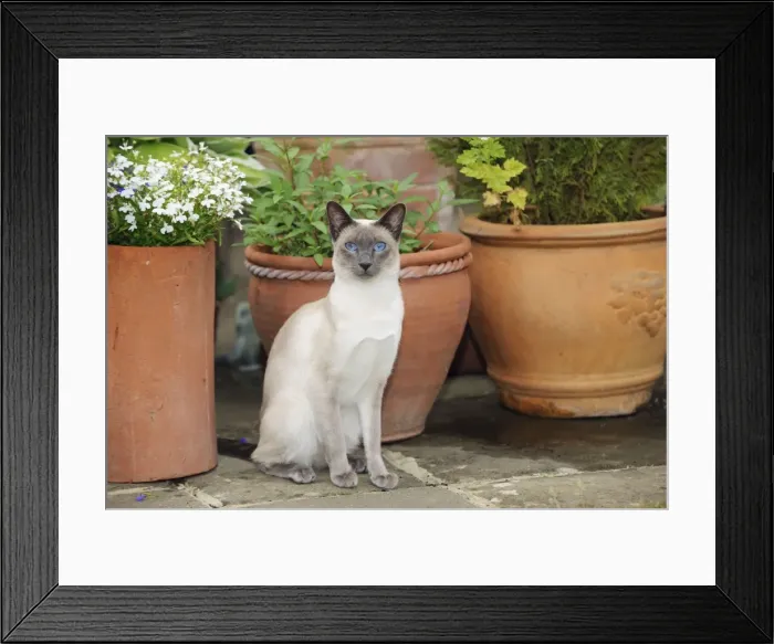 Framed Print : CAT. Blue point siamese cat sitting in front of a flower pot Framed Print : CAT. Blue point siamese cat sitting in front of a flower pot
