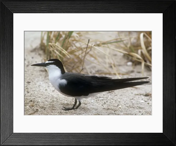 Framed Print : Bridled Tern Framed Print : Bridled Tern