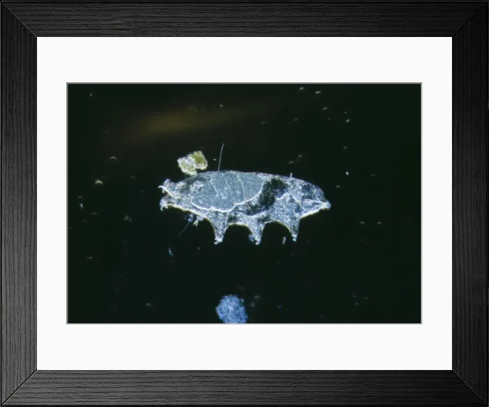 Framed Print : Microscopic Water-bear Freshwater arthropod Framed Print : Microscopic Water-bear Freshwater arthropod