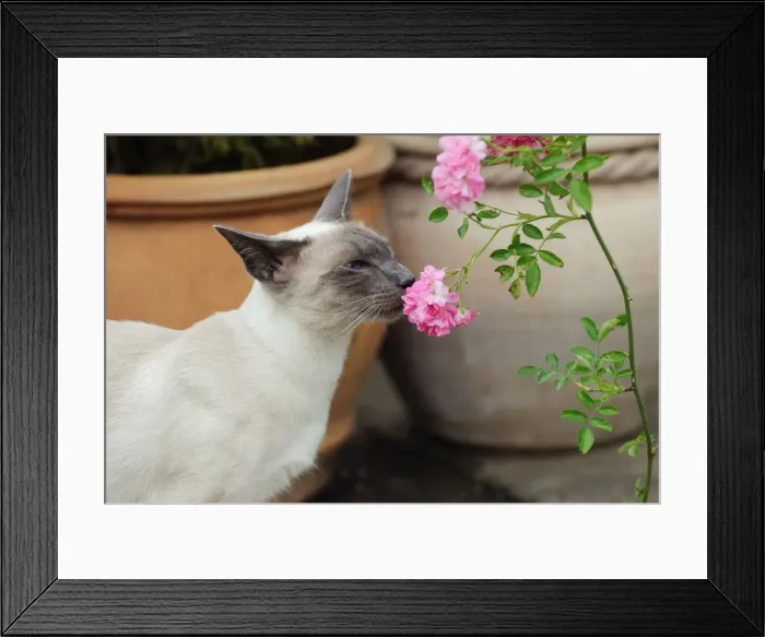 Framed Print : CAT. Blue point siamese cat smelling a flower Framed Print : CAT. Blue point siamese cat smelling a flower