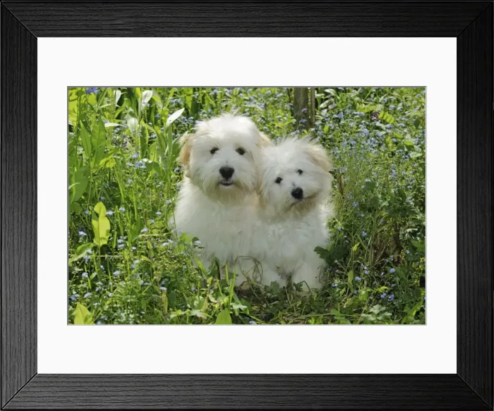 Framed Print : Dog - Coton de Tulear - two sitting together in garden Framed Print : Dog - Coton de Tulear - two sitting together in garden
