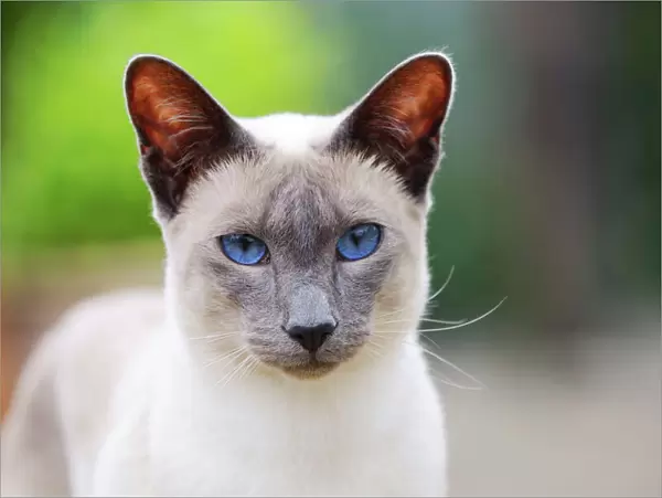 CAT. Blue point siamese cat standing in the garden