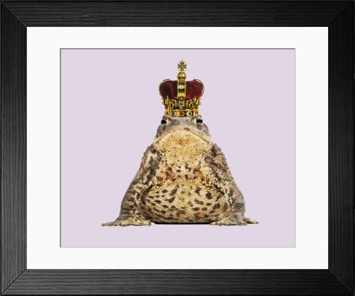 Framed Print : Common Toad - Frog Prince wearing crown Digital Manpulation: Crown JD. Background colour Framed Print : Common Toad - Frog Prince wearing crown Digital Manpulation: Crown JD. Background colour