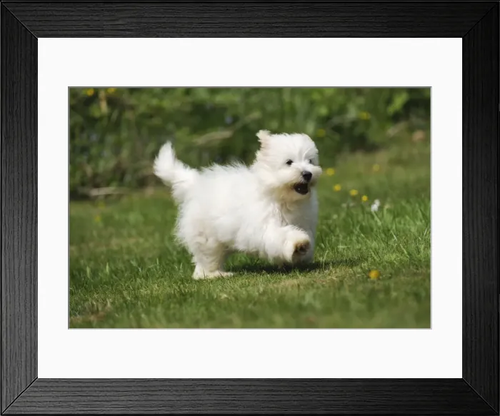 Framed Print : Dog - Coton de Tulear - running in the garden Framed Print : Dog - Coton de Tulear - running in the garden