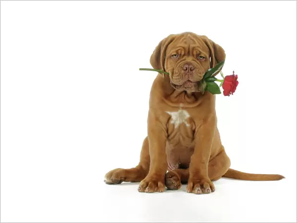 DOG. Dogue de bordeaux puppy sitting down holding a rose
