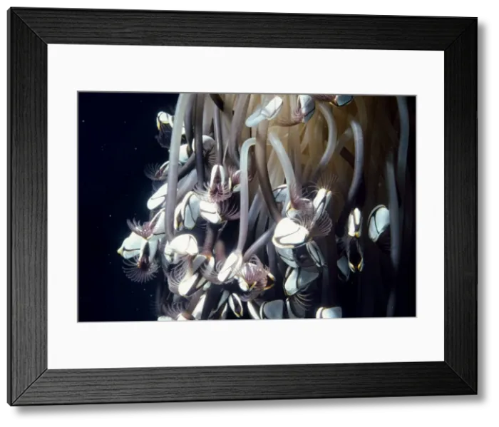 Framed Print : Common Goose Barnacle - an indicator species for sea acidity levels, which is increasing more rapidly than predicted & threatens many coral & larger barnacle species Framed Print : Common Goose Barnacle - an indicator species for sea acidity levels, which is increasing more rapidly than predicted & threatens many coral & larger barnacle species