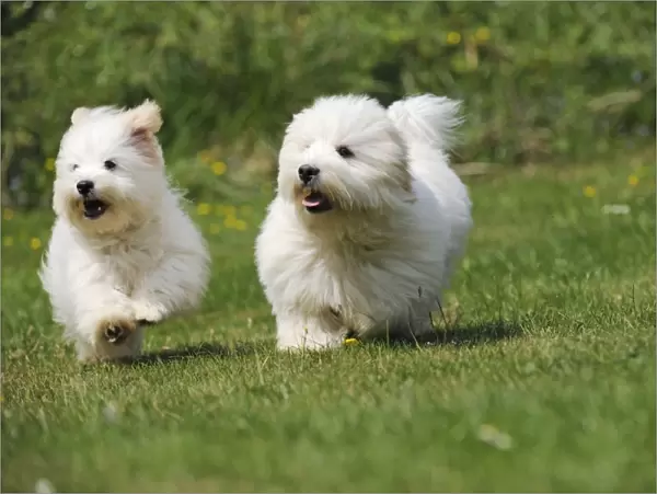 Dog - Coton de Tulear - running next to each other in the garden