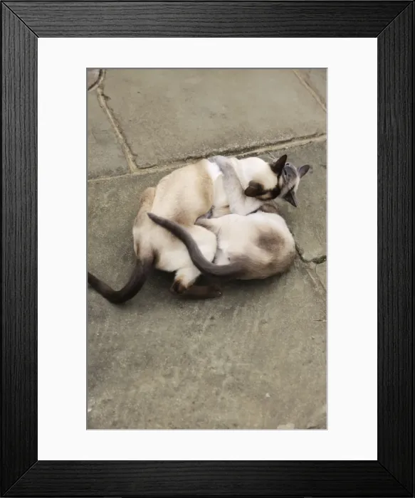 Framed Print : CAT. Blue point siamese cat and chocolate point siamese cat playing Framed Print : CAT. Blue point siamese cat and chocolate point siamese cat playing