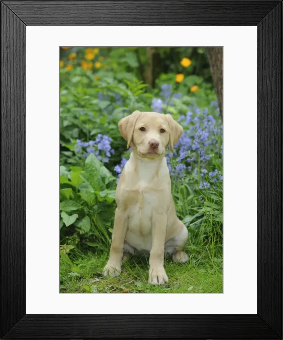 Framed Print : Dog - Fox Red Labrador - puppy sitting in garden Framed Print : Dog - Fox Red Labrador - puppy sitting in garden