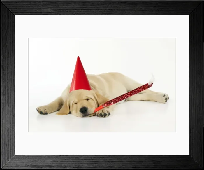 Framed Print : DOG. Labrador (8 week old pup) with party hat and party blower Framed Print : DOG. Labrador (8 week old pup) with party hat and party blower