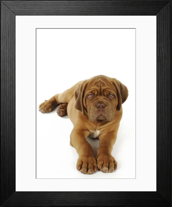 Framed Print : DOG. Dogue de bordeaux puppy laying down Framed Print : DOG. Dogue de bordeaux puppy laying down