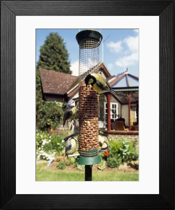 Framed Print : Great Tits & Blue Tits - on bird feeder Framed Print : Great Tits & Blue Tits - on bird feeder