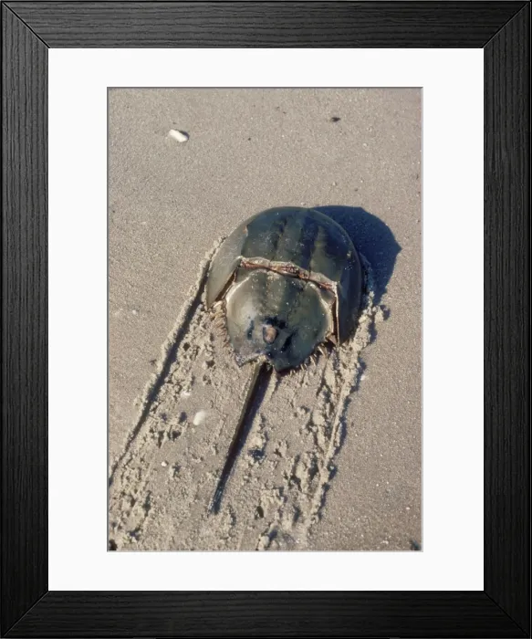 Framed Print : Horseshoe Crab Returning to water Framed Print : Horseshoe Crab Returning to water