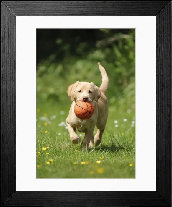 Framed Print : Dog - Fox Red Labrador - puppy running in garden holding a basketball Framed Print : Dog - Fox Red Labrador - puppy running in garden holding a basketball