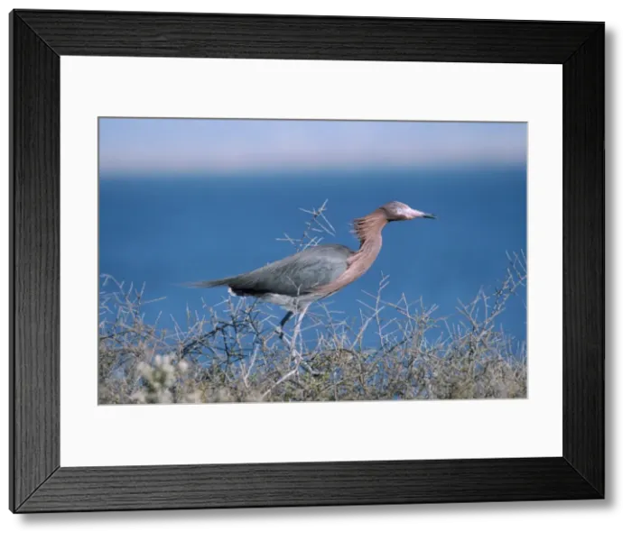 Framed Print : Reddish Egret Framed Print : Reddish Egret