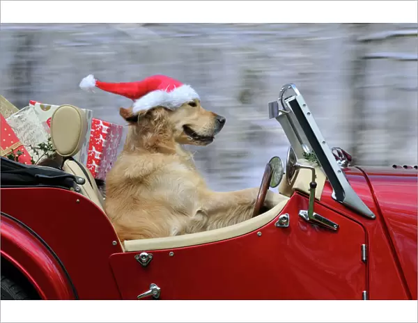 Golden Retriever Dog - wearing Father Christmas hat driving a sports car