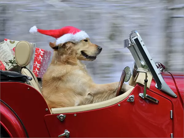 Golden Retriever Dog - wearing Father Christmas hat driving a sports car