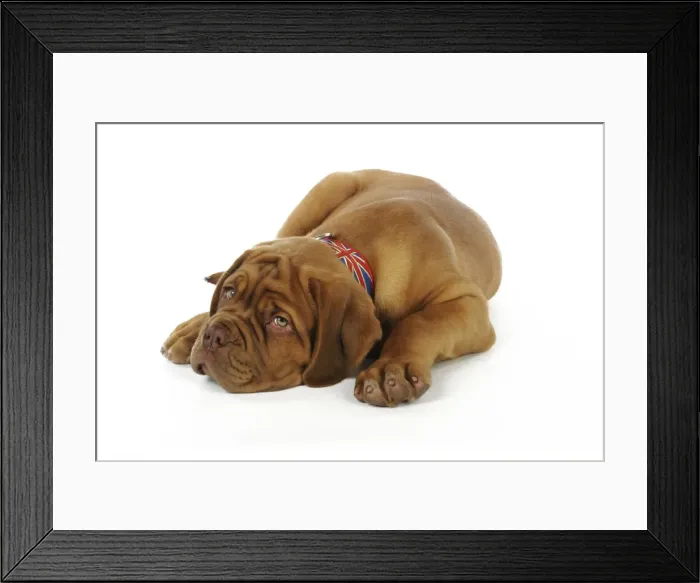 Framed Print : DOG. Dogue de bordeaux puppy laying down wearing a union jack collar Framed Print : DOG. Dogue de bordeaux puppy laying down wearing a union jack collar