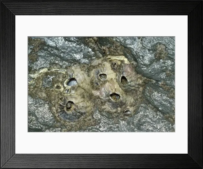 Framed Print : Barnacles. JLM-12244. BARNACLES. Balanus perforatus Framed Print : Barnacles. JLM-12244. BARNACLES. Balanus perforatus