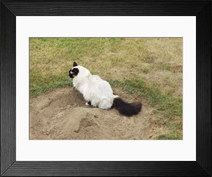 Framed Print : CAT. Oriental cat going to the toilet Framed Print : CAT. Oriental cat going to the toilet
