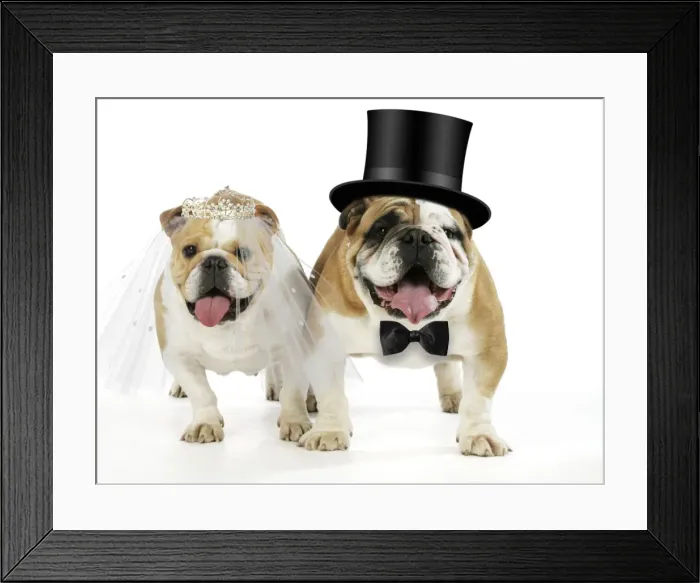 Framed Print : Bulldogs - male and female Digital Manipulation: Tiara & Bow tie JD. Hat & veil made Framed Print : Bulldogs - male and female Digital Manipulation: Tiara & Bow tie JD. Hat & veil made
