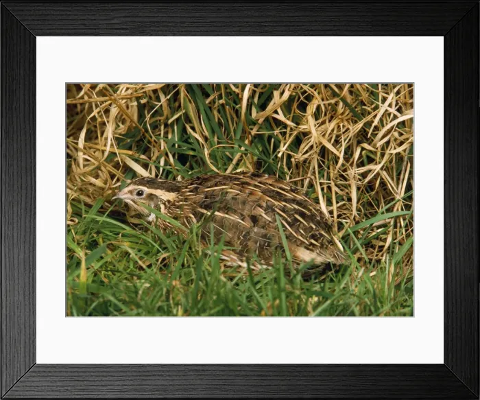 Framed Print : Quail. JD-2721. QUAIL. Coturnix coturnix Framed Print : Quail. JD-2721. QUAIL. Coturnix coturnix