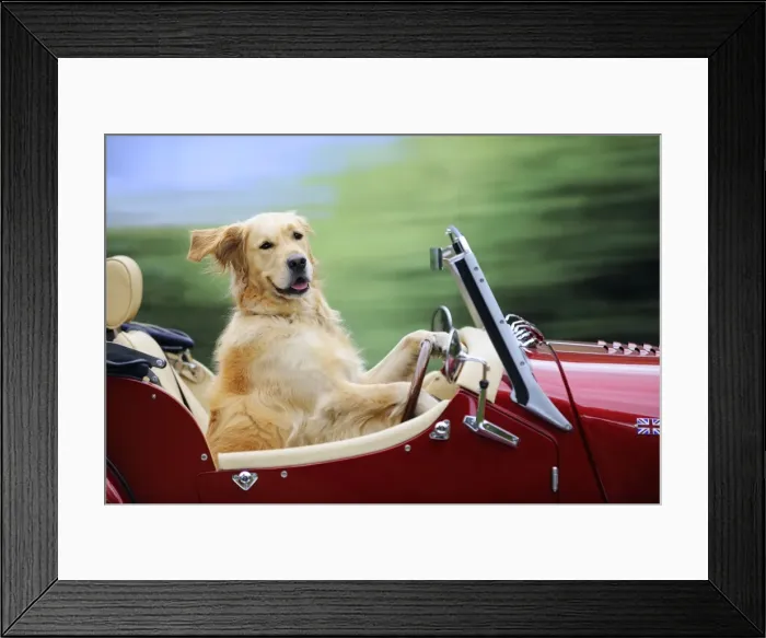 Framed Print : Golden Retriever Dog - in car