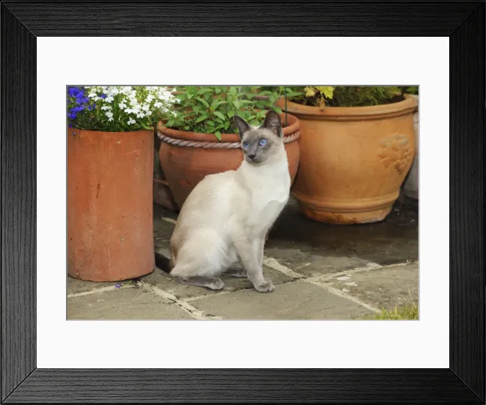 Framed Print : CAT. Blue point siamese cat sitting in front of a flower pot Framed Print : CAT. Blue point siamese cat sitting in front of a flower pot