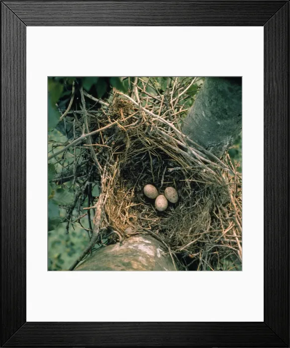 Framed Print : Hobby - eggs in nest of crow - Denmark Framed Print : Hobby - eggs in nest of crow - Denmark