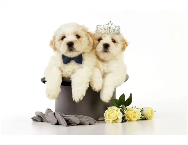 Dog. White teddy bear puppies sitting in a top hat wearing a bow tie & tiara. Digital Manipulation: Bow tie & tiara JD