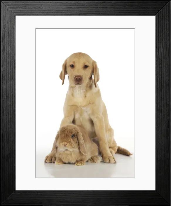 Framed Print : Dog - Fox Red Labrador - puppy sitting next to Miniature Lop Eared Rabbit Framed Print : Dog - Fox Red Labrador - puppy sitting next to Miniature Lop Eared Rabbit