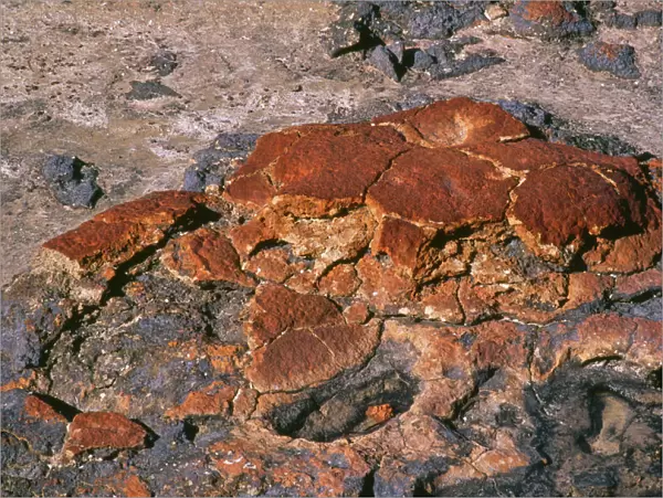 Stromatolites - Hamelin Pool Marine Nature Reserve - Shark Bay World Heritage Area - Western Australia
