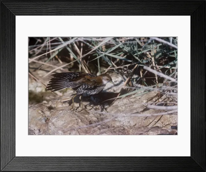 Framed Print : Baillon's Crake - displaying wings Framed Print : Baillon's Crake - displaying wings