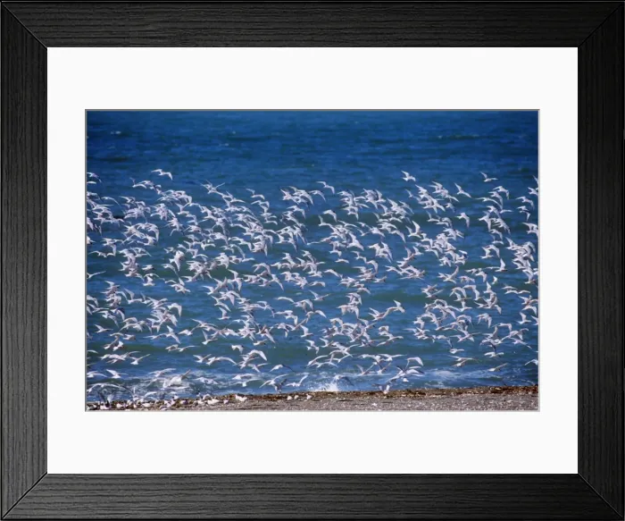 Framed Print : South American Tern - flock in flight Framed Print : South American Tern - flock in flight