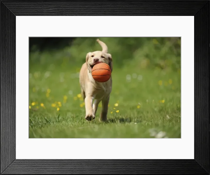 Framed Print : Dog - Fox Red Labrador - puppy running in garden holding a basketball Framed Print : Dog - Fox Red Labrador - puppy running in garden holding a basketball