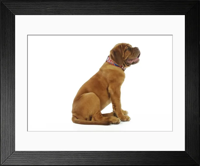Framed Print : DOG. Dogue de bordeaux puppy sitting down wearing a union jack collar Framed Print : DOG. Dogue de bordeaux puppy sitting down wearing a union jack collar