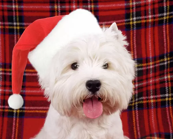 West Highland White Terrier Dog - puppy Digital Manipulation: Hat JD