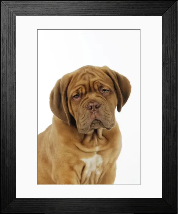 Framed Print : DOG. Dogue de bordeaux puppy (head shot) Framed Print : DOG. Dogue de bordeaux puppy (head shot)