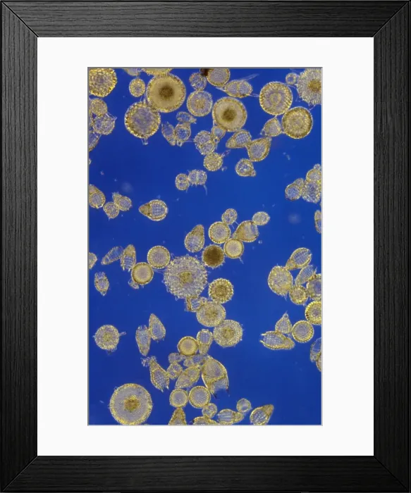 Framed Print : Protozoa - Radiolarians (x20) Actinopoda
