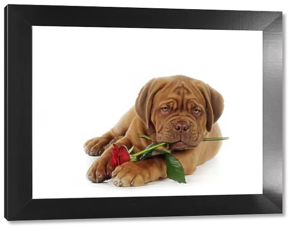 DOG. Dogue de bordeaux puppy laying down holding a rose