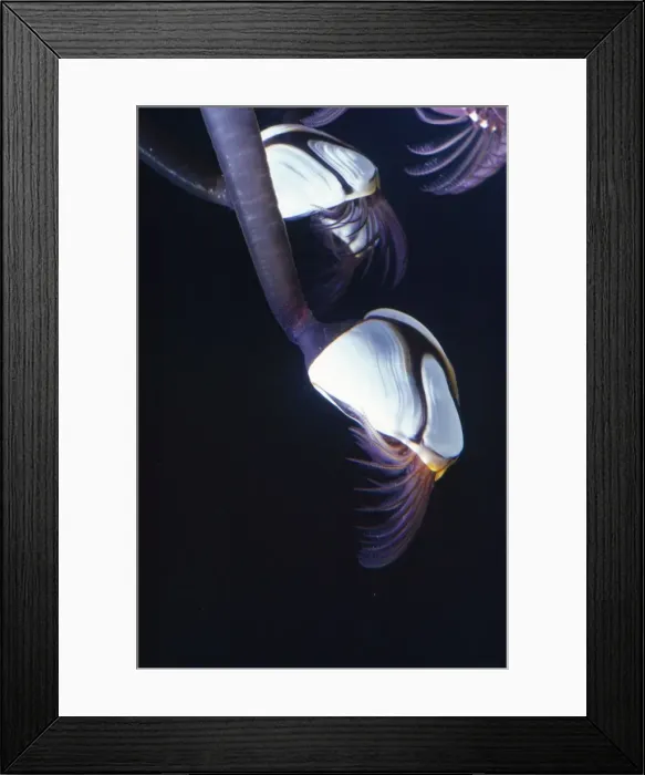 Framed Print : Common Goose Barnacle Europe & USA Framed Print : Common Goose Barnacle Europe & USA
