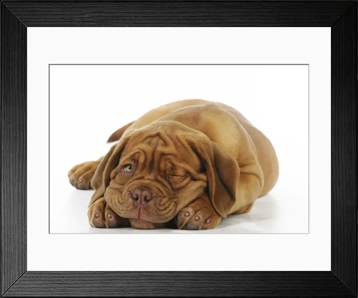 Framed Print : DOG. Dogue de bordeaux puppy laying down Digital Manipulation: right eye Framed Print : DOG. Dogue de bordeaux puppy laying down Digital Manipulation: right eye