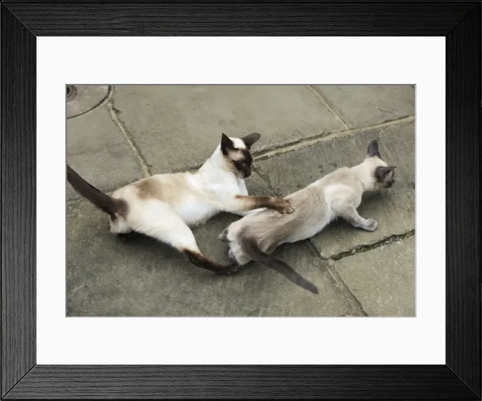 Framed Print : CAT. Blue point siamese cat and chocolate point siamese cat playing Framed Print : CAT. Blue point siamese cat and chocolate point siamese cat playing