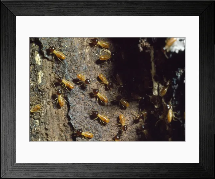 Framed Print : Tree Termite - Australia Framed Print : Tree Termite - Australia
