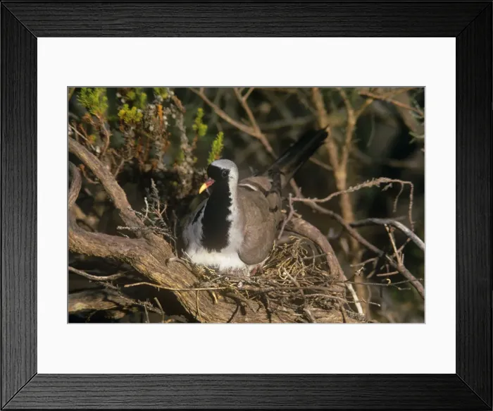 Framed Print : Namaqua Dove - male on nest Framed Print : Namaqua Dove - male on nest